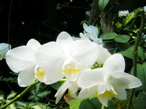 台中植物園:巨大温室體驗──自然科學博物館植物園