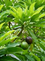 台中植物園:巨大温室體驗──自然科學博物館植物園