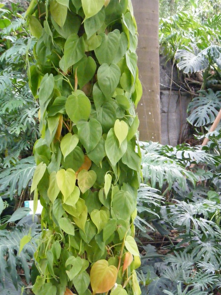 台中植物園:巨大温室體驗──自然科學博物館植物園