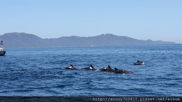 龜山島：宜蘭/頭城【龜山朝日號 賞鯨之旅】乘風破浪，賞鯨豚兼賞龜山島~