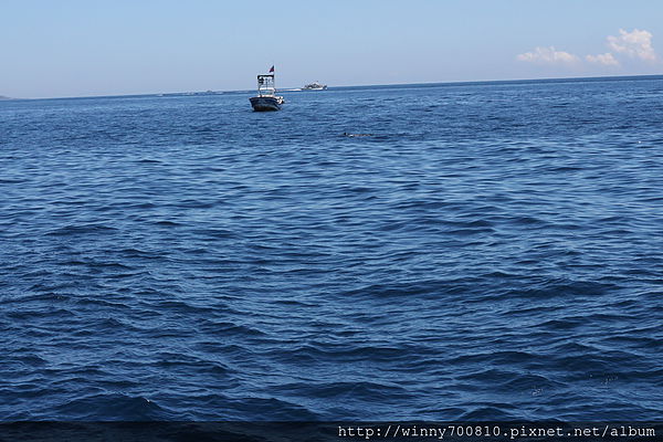 龜山島：宜蘭/頭城【龜山朝日號 賞鯨之旅】乘風破浪，賞鯨豚兼賞龜山島~