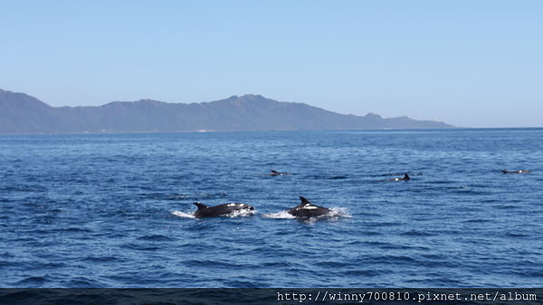 龜山島：宜蘭/頭城【龜山朝日號 賞鯨之旅】乘風破浪，賞鯨豚兼賞龜山島~