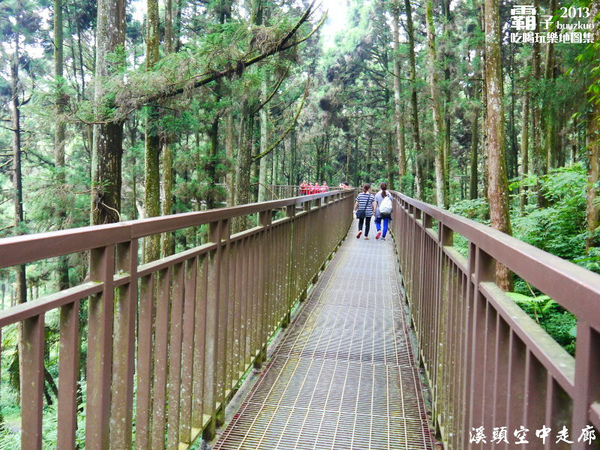 溪頭自然教育園區:溪頭自然教育園區,空中走廊穿梭林木之中!