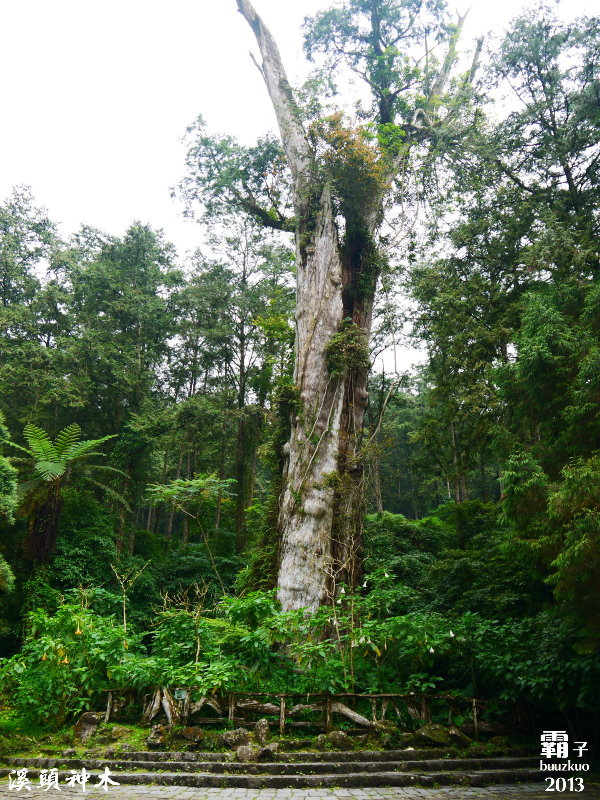 溪頭自然教育園區:溪頭自然教育園區,空中走廊穿梭林木之中!