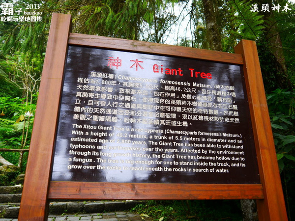 溪頭自然教育園區:溪頭自然教育園區,空中走廊穿梭林木之中!