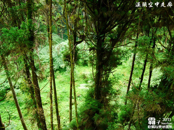 溪頭自然教育園區:溪頭自然教育園區,空中走廊穿梭林木之中!