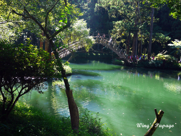 溪頭自然教育園區:來享受森林芬多精吧!溪頭自然教育園區