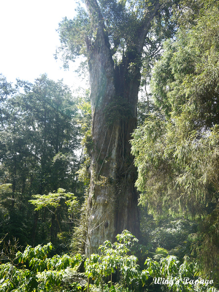 溪頭自然教育園區:來享受森林芬多精吧!溪頭自然教育園區
