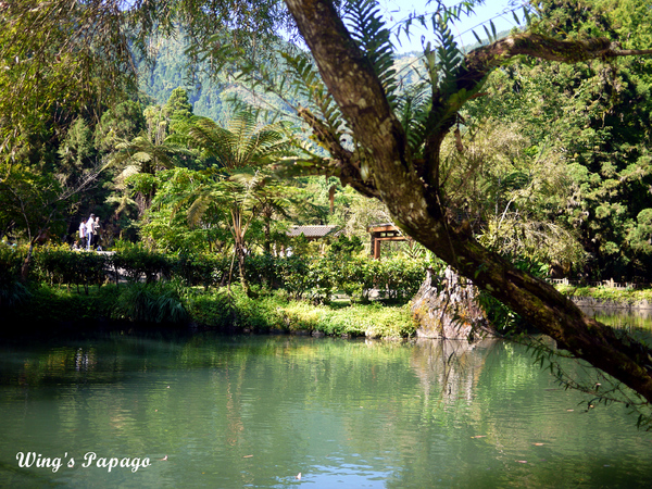 溪頭自然教育園區:來享受森林芬多精吧!溪頭自然教育園區