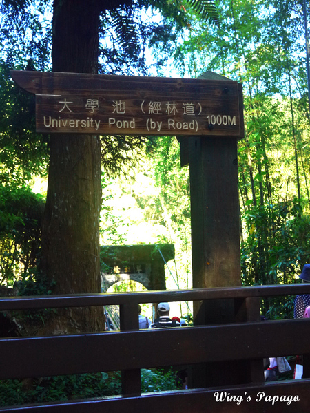 溪頭自然教育園區:來享受森林芬多精吧!溪頭自然教育園區