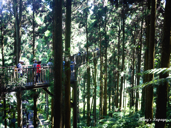 溪頭自然教育園區:來享受森林芬多精吧!溪頭自然教育園區
