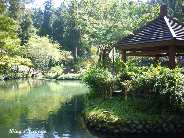 溪頭自然教育園區:來享受森林芬多精吧!溪頭自然教育園區