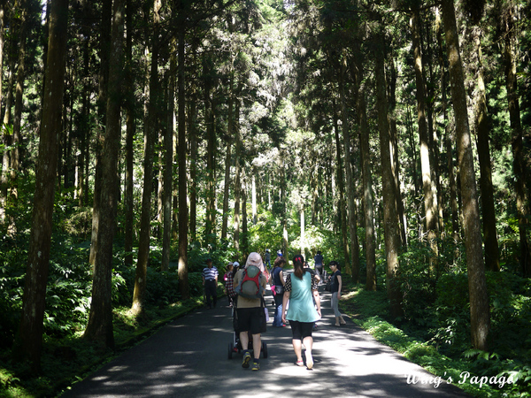 溪頭自然教育園區:來享受森林芬多精吧!溪頭自然教育園區