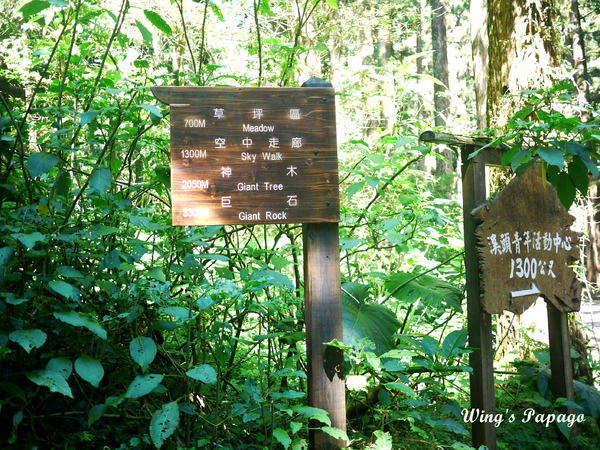 溪頭自然教育園區:來享受森林芬多精吧!溪頭自然教育園區