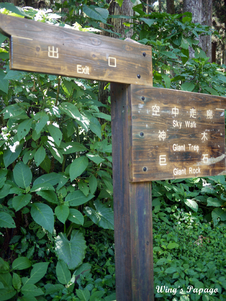 溪頭自然教育園區:來享受森林芬多精吧!溪頭自然教育園區