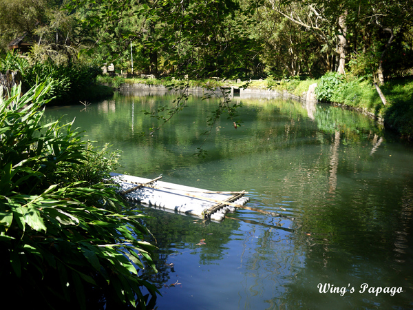 溪頭自然教育園區:來享受森林芬多精吧!溪頭自然教育園區