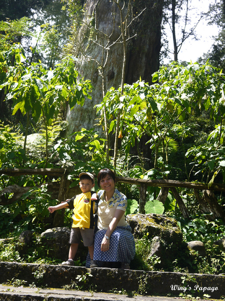 溪頭自然教育園區:來享受森林芬多精吧!溪頭自然教育園區