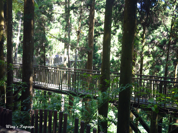 溪頭自然教育園區:來享受森林芬多精吧!溪頭自然教育園區