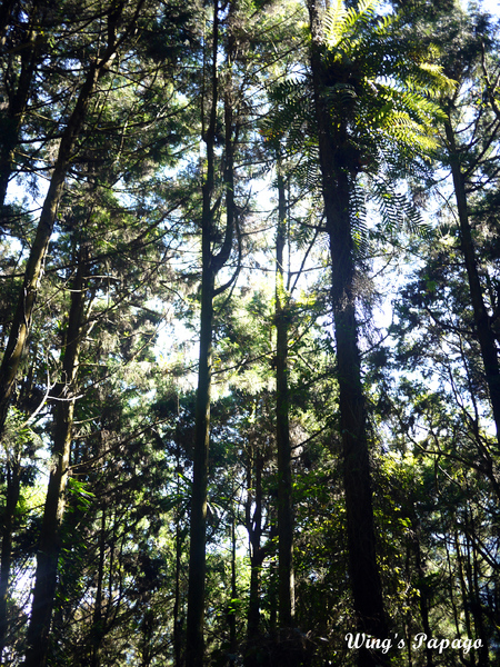 溪頭自然教育園區:來享受森林芬多精吧!溪頭自然教育園區