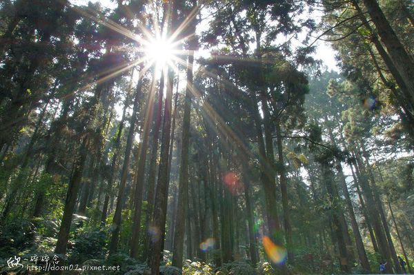 溪頭森林遊樂區