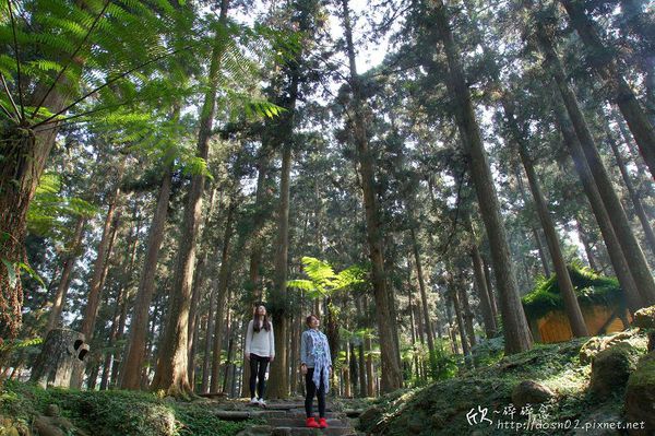 溪頭森林遊樂區