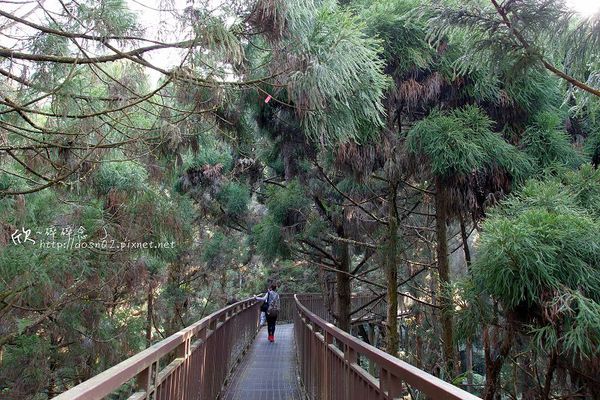 溪頭森林遊樂區