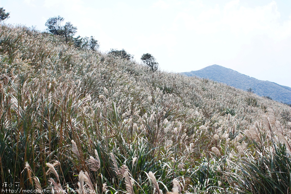 台北景點陽明山一日遊  擎天崗 芒花盛開 陽明山一片金黃花海  秋芒之旅