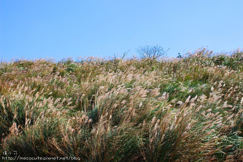 台北景點陽明山一日遊  擎天崗 芒花盛開 陽明山一片金黃花海  秋芒之旅