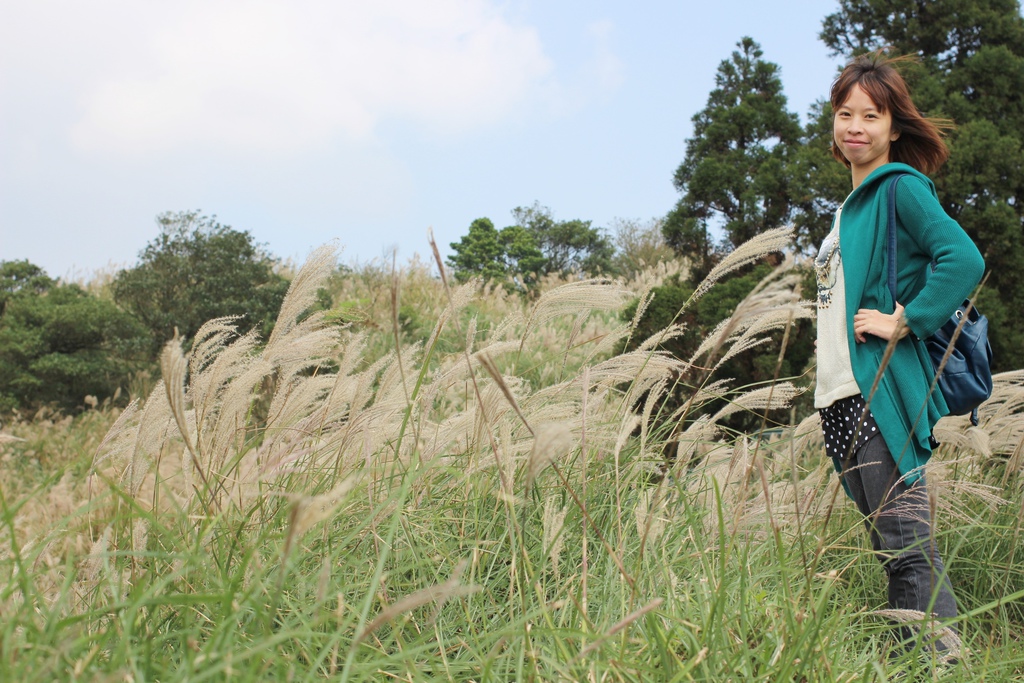 陽明山一日遊  擎天崗 芒花盛開 陽明山一片金黃花海  秋芒之旅