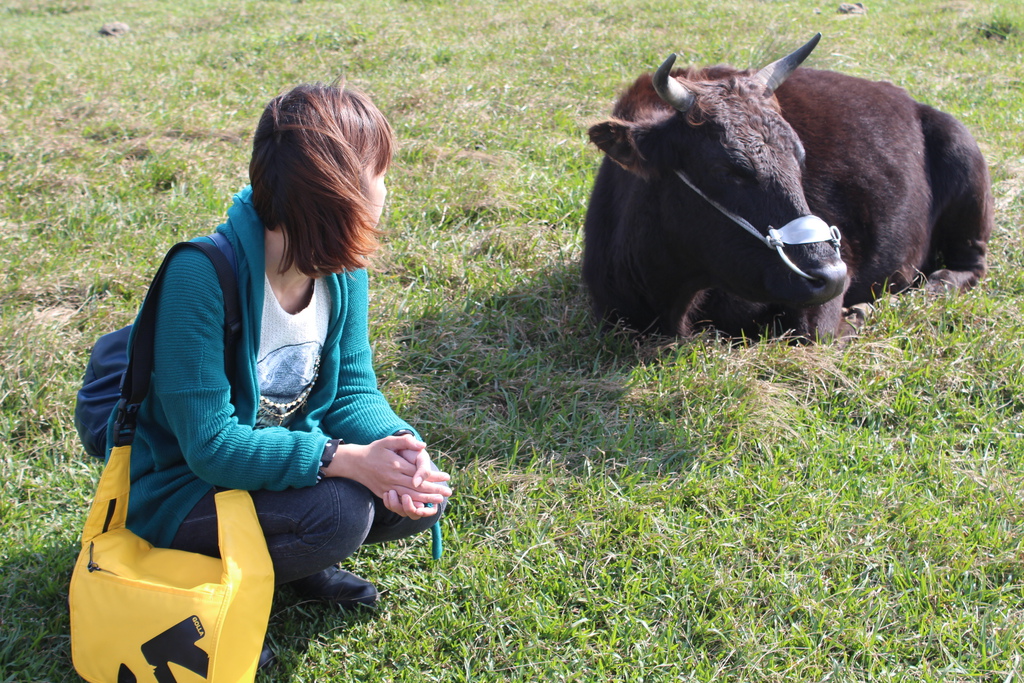 擎天崗看芒花怎麼去 台北景點 陽明山一日遊，擎天崗走走，看芒花盛開飛舞