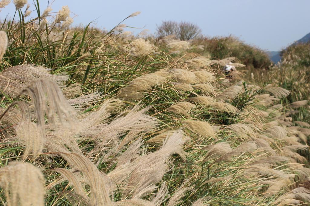 陽明山一日遊  擎天崗 芒花盛開 陽明山一片金黃花海  秋芒之旅陽明山一日遊  擎天崗 芒花盛開 陽明山一片金黃花海  秋芒之旅陽明山一日遊  擎天崗 芒花盛開 陽明山一片金黃花海  秋芒之旅陽明山一日遊  擎天崗 芒花盛開 陽明山一片金黃花海  秋芒之旅陽明山一日遊  擎天崗 芒花盛開 陽明山一片金黃花海  秋芒之旅陽明山一日遊  擎天崗 芒花盛開 陽明山一片金黃花海  秋芒之旅陽明山一日遊  擎天崗 芒花盛開 陽明山一片金黃花海  秋芒之旅陽明山一日遊  擎天崗 芒花盛開 陽明山一片金黃花海  秋芒之旅陽明山一日遊  擎天崗 芒花盛開 陽明山一片金黃花海  秋芒之旅陽明山一日遊  擎天崗 芒花盛開 陽明山一片金黃花海  秋芒之旅陽明山一日遊  擎天崗 芒花盛開 陽明山一片金黃花海  秋芒之旅陽明山一日遊  擎天崗 芒花盛開 陽明山一片金黃花海  秋芒之旅陽明山一日遊  擎天崗 芒花盛開 陽明山一片金黃花海  秋芒之旅陽明山一日遊  擎天崗 芒花盛開 陽明山一片金黃花海  秋芒之旅陽明山一日遊  擎天崗 芒花盛開 陽明山一片金黃花海  秋芒之旅陽明山一日遊  擎天崗 芒花盛開 陽明山一片金黃花海  秋芒之旅陽明山一日遊  擎天崗 芒花盛開 陽明山一片金黃花海  秋芒之旅陽明山一日遊  擎天崗 芒花盛開 陽明山一片金黃花海  秋芒之旅陽明山一日遊  擎天崗 芒花盛開 陽明山一片金黃花海  秋芒之旅陽明山一日遊  擎天崗 芒花盛開 陽明山一片金黃花海  秋芒之旅陽明山一日遊  擎天崗 芒花盛開 陽明山一片金黃花海  秋芒之旅陽明山一日遊  擎天崗 芒花盛開 陽明山一片金黃花海  秋芒之旅
