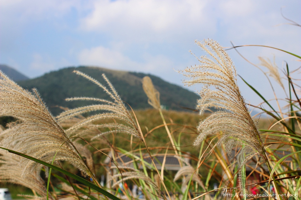 陽明山一日遊  擎天崗 芒花盛開 陽明山一片金黃花海  秋芒之旅
