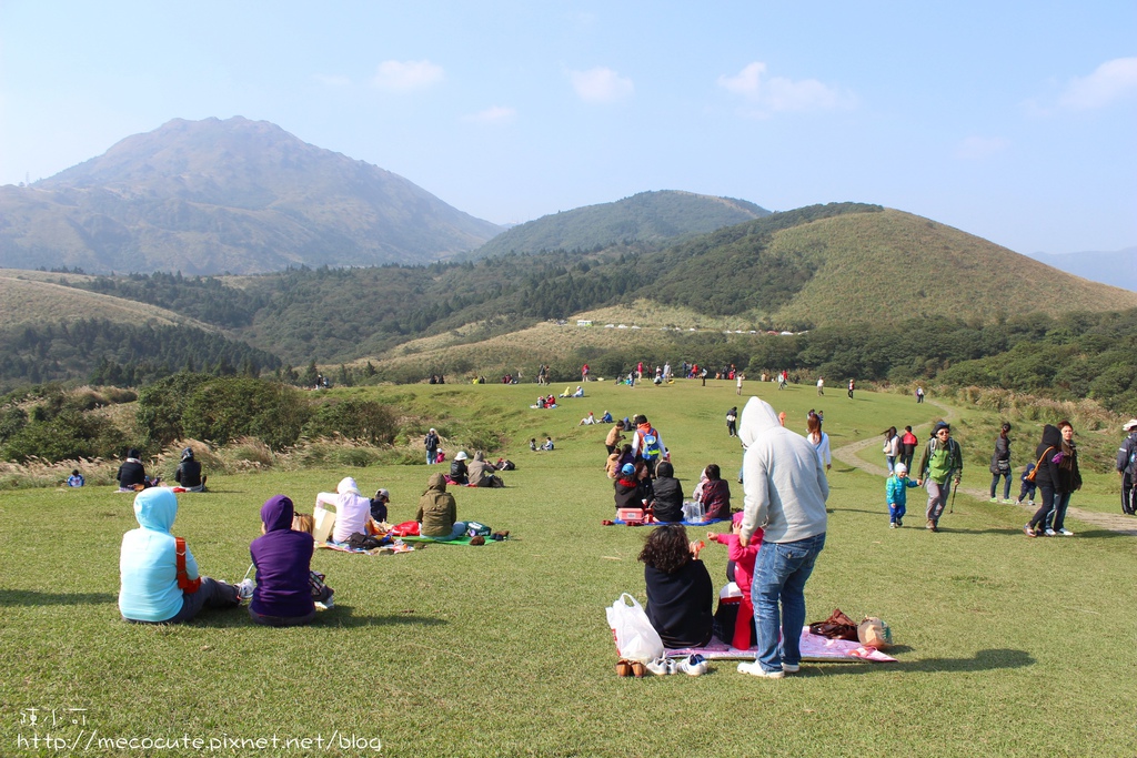 擎天崗看芒花怎麼去 台北景點 陽明山一日遊，擎天崗走走，看芒花盛開飛舞