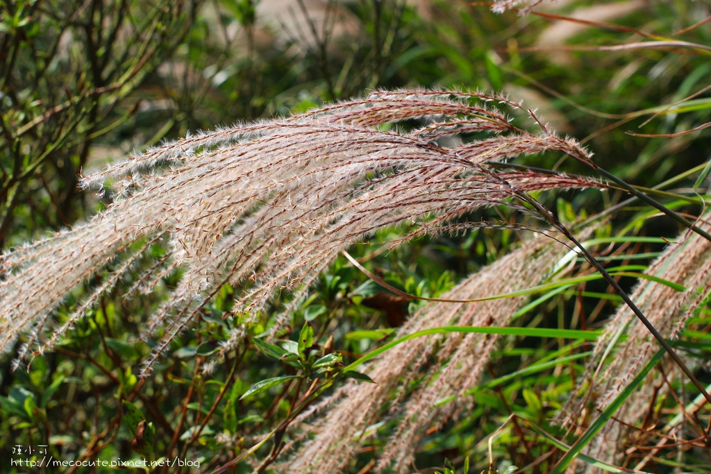 台北景點陽明山一日遊  擎天崗 芒花盛開 陽明山一片金黃花海  秋芒之旅