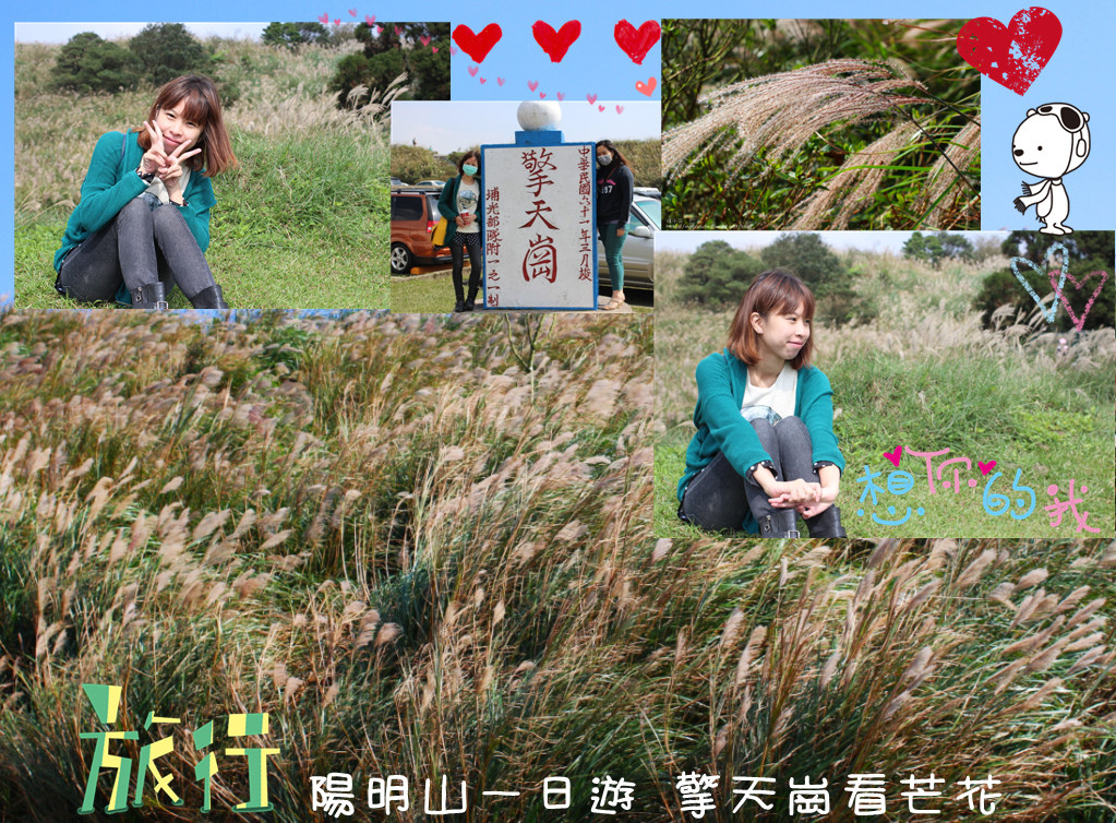 台北景點陽明山一日遊 擎天崗芒花