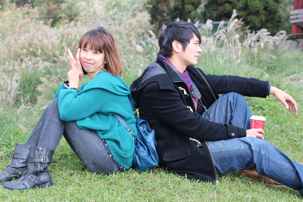 陽明山一日遊  擎天崗 芒花盛開 陽明山一片金黃花海  秋芒之旅