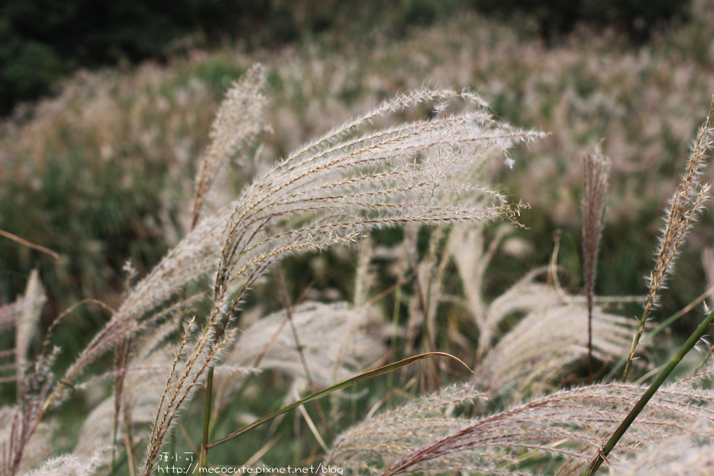 陽明山一日遊  擎天崗 芒花盛開 陽明山一片金黃花海  秋芒之旅