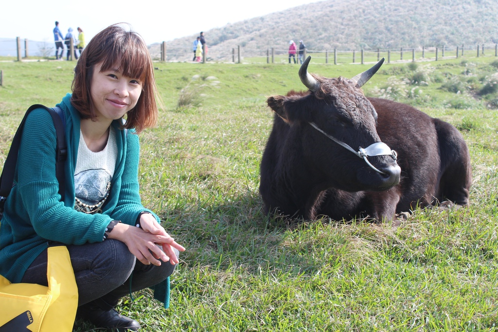 擎天崗看芒花怎麼去 台北景點 陽明山一日遊，擎天崗走走，看芒花盛開飛舞