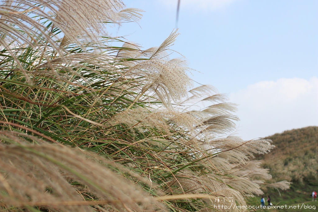 陽明山一日遊  擎天崗 芒花盛開 陽明山一片金黃花海  秋芒之旅陽明山一日遊  擎天崗 芒花盛開 陽明山一片金黃花海  秋芒之旅陽明山一日遊  擎天崗 芒花盛開 陽明山一片金黃花海  秋芒之旅陽明山一日遊  擎天崗 芒花盛開 陽明山一片金黃花海  秋芒之旅陽明山一日遊  擎天崗 芒花盛開 陽明山一片金黃花海  秋芒之旅陽明山一日遊  擎天崗 芒花盛開 陽明山一片金黃花海  秋芒之旅陽明山一日遊  擎天崗 芒花盛開 陽明山一片金黃花海  秋芒之旅陽明山一日遊  擎天崗 芒花盛開 陽明山一片金黃花海  秋芒之旅陽明山一日遊  擎天崗 芒花盛開 陽明山一片金黃花海  秋芒之旅陽明山一日遊  擎天崗 芒花盛開 陽明山一片金黃花海  秋芒之旅陽明山一日遊  擎天崗 芒花盛開 陽明山一片金黃花海  秋芒之旅陽明山一日遊  擎天崗 芒花盛開 陽明山一片金黃花海  秋芒之旅陽明山一日遊  擎天崗 芒花盛開 陽明山一片金黃花海  秋芒之旅陽明山一日遊  擎天崗 芒花盛開 陽明山一片金黃花海  秋芒之旅陽明山一日遊  擎天崗 芒花盛開 陽明山一片金黃花海  秋芒之旅陽明山一日遊  擎天崗 芒花盛開 陽明山一片金黃花海  秋芒之旅