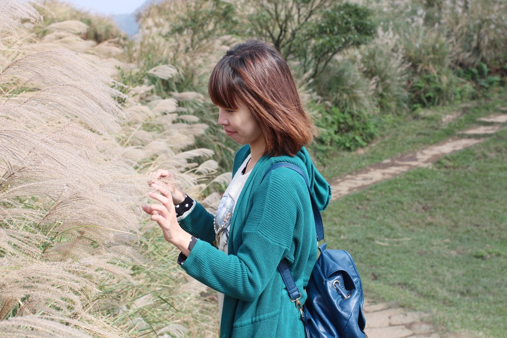 擎天崗看芒花怎麼去 台北景點 陽明山一日遊，擎天崗走走，看芒花盛開飛舞