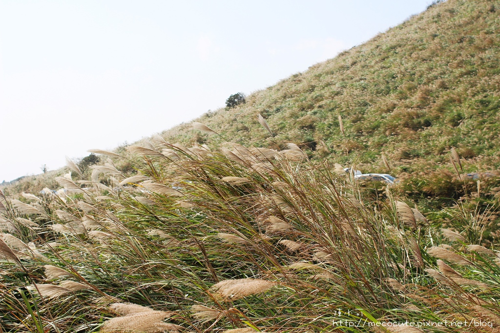 台北景點陽明山一日遊  擎天崗 芒花盛開 陽明山一片金黃花海  秋芒之旅