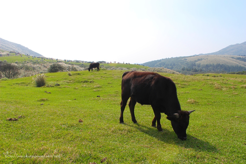 擎天崗看芒花怎麼去 台北景點 陽明山一日遊，擎天崗走走，看芒花盛開飛舞