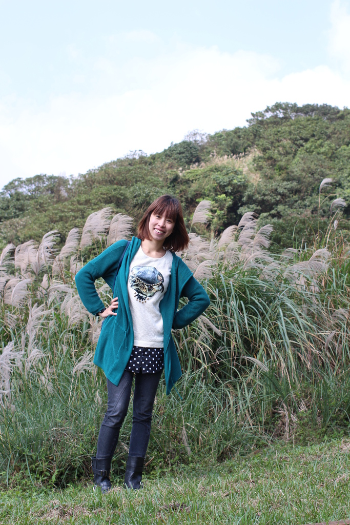 陽明山一日遊  擎天崗 芒花盛開 陽明山一片金黃花海  秋芒之旅