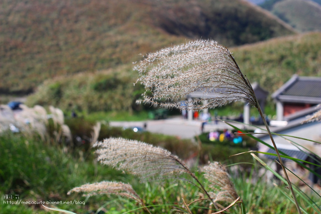 陽明山一日遊  擎天崗 芒花盛開 陽明山一片金黃花海  秋芒之旅