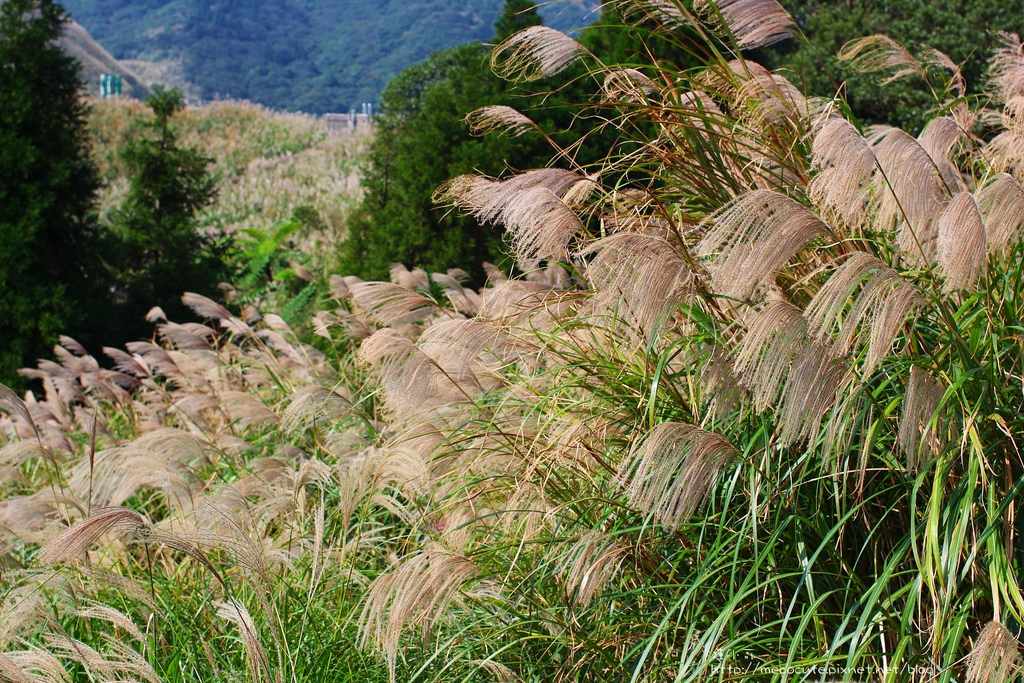 陽明山一日遊  擎天崗 芒花盛開 陽明山一片金黃花海  秋芒之旅
