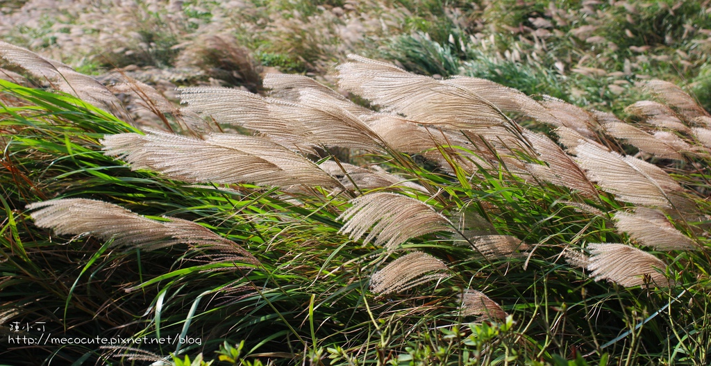 台北景點陽明山一日遊  擎天崗 芒花盛開 陽明山一片金黃花海  秋芒之旅