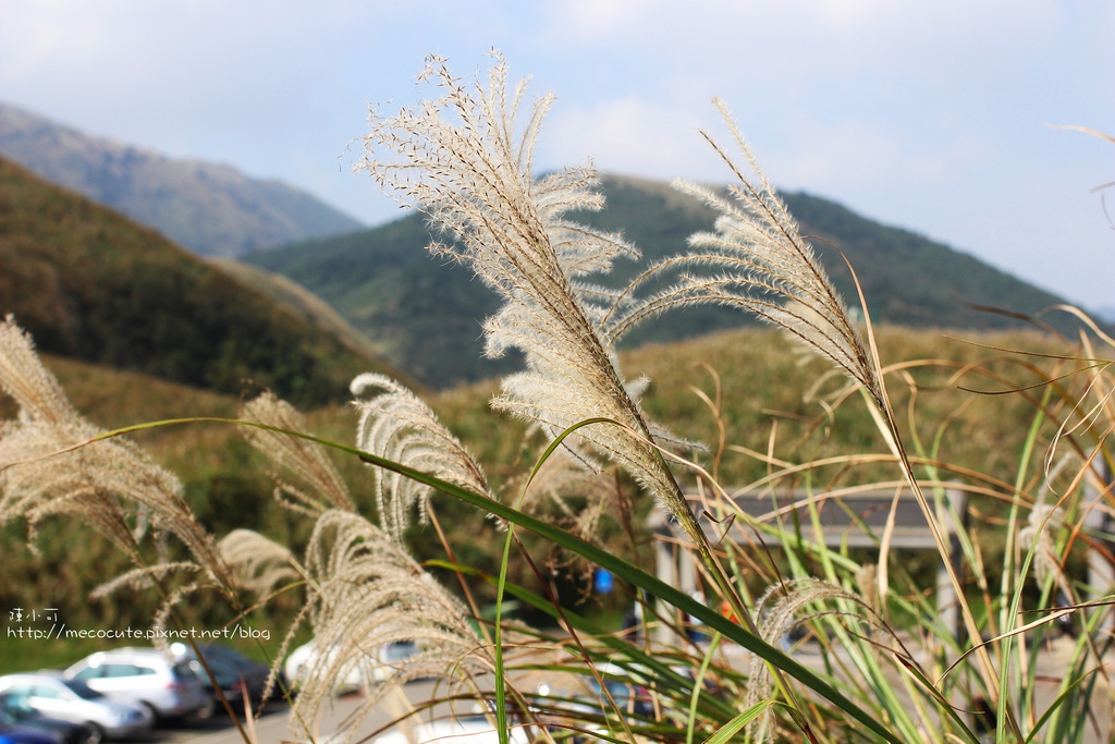 陽明山一日遊  擎天崗 芒花盛開 陽明山一片金黃花海  秋芒之旅