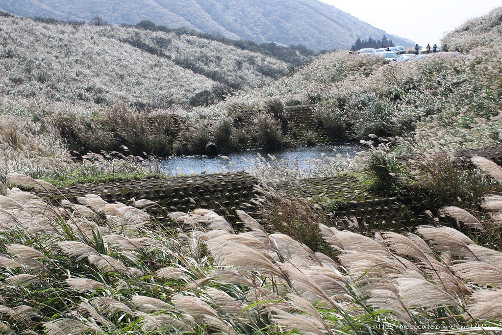 台北景點陽明山一日遊  擎天崗 芒花盛開 陽明山一片金黃花海  秋芒之旅