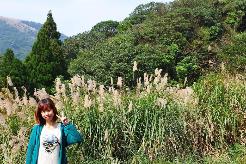 陽明山一日遊  擎天崗 芒花盛開 陽明山一片金黃花海  秋芒之旅