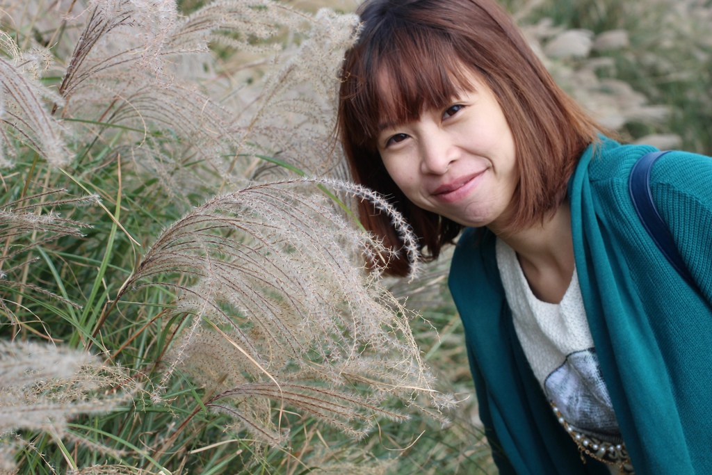 陽明山一日遊  擎天崗 芒花盛開 陽明山一片金黃花海  秋芒之旅